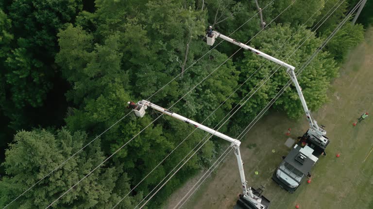 Best Hazardous Tree Removal  in Black Diamond, FL
